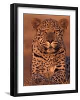 Leopard Relaxing at Animal Rehabilitation Farm, Namibia-Theo Allofs-Framed Photographic Print