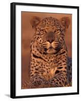 Leopard Relaxing at Animal Rehabilitation Farm, Namibia-Theo Allofs-Framed Photographic Print