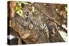 Leopard Relaxing in Tree in Botswana, Africa-Sheila Haddad-Stretched Canvas