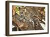 Leopard Relaxing in Tree in Botswana, Africa-Sheila Haddad-Framed Photographic Print