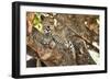 Leopard Relaxing in Tree in Botswana, Africa-Sheila Haddad-Framed Photographic Print