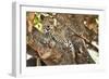 Leopard Relaxing in Tree in Botswana, Africa-Sheila Haddad-Framed Photographic Print