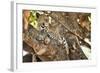 Leopard Relaxing in Tree in Botswana, Africa-Sheila Haddad-Framed Photographic Print