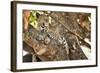 Leopard Relaxing in Tree in Botswana, Africa-Sheila Haddad-Framed Photographic Print