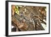 Leopard Relaxing in Tree in Botswana, Africa-Sheila Haddad-Framed Photographic Print