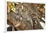 Leopard Relaxing in Tree in Botswana, Africa-Sheila Haddad-Framed Photographic Print