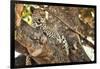 Leopard Relaxing in Tree in Botswana, Africa-Sheila Haddad-Framed Photographic Print