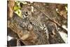 Leopard Relaxing in Tree in Botswana, Africa-Sheila Haddad-Stretched Canvas