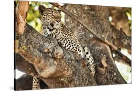 Leopard Relaxing in Tree in Botswana, Africa-Sheila Haddad-Stretched Canvas