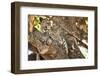 Leopard Relaxing in Tree in Botswana, Africa-Sheila Haddad-Framed Photographic Print