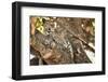 Leopard Relaxing in Tree in Botswana, Africa-Sheila Haddad-Framed Photographic Print