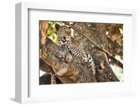 Leopard Relaxing in Tree in Botswana, Africa-Sheila Haddad-Framed Photographic Print