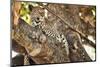 Leopard Relaxing in Tree in Botswana, Africa-Sheila Haddad-Mounted Photographic Print