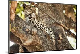 Leopard Relaxing in Tree in Botswana, Africa-Sheila Haddad-Mounted Photographic Print
