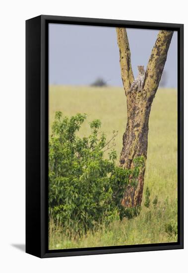 Leopard Resting 10 Feet Up in Acacia Tree, Grassy Plains Behind It-James Heupel-Framed Stretched Canvas