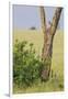 Leopard Resting 10 Feet Up in Acacia Tree, Grassy Plains Behind It-James Heupel-Framed Photographic Print