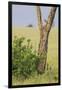 Leopard Resting 10 Feet Up in Acacia Tree, Grassy Plains Behind It-James Heupel-Framed Photographic Print