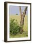 Leopard Resting 10 Feet Up in Acacia Tree, Grassy Plains Behind It-James Heupel-Framed Photographic Print