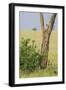 Leopard Resting 10 Feet Up in Acacia Tree, Grassy Plains Behind It-James Heupel-Framed Photographic Print