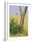 Leopard Resting 10 Feet Up in Acacia Tree, Grassy Plains Behind It-James Heupel-Framed Photographic Print