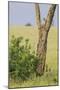 Leopard Resting 10 Feet Up in Acacia Tree, Grassy Plains Behind It-James Heupel-Mounted Photographic Print