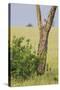 Leopard Resting 10 Feet Up in Acacia Tree, Grassy Plains Behind It-James Heupel-Stretched Canvas