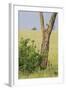 Leopard Resting 10 Feet Up in Acacia Tree, Grassy Plains Behind It-James Heupel-Framed Photographic Print