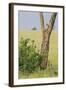 Leopard Resting 10 Feet Up in Acacia Tree, Grassy Plains Behind It-James Heupel-Framed Photographic Print