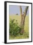 Leopard Resting 10 Feet Up in Acacia Tree, Grassy Plains Behind It-James Heupel-Framed Photographic Print