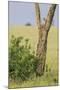 Leopard Resting 10 Feet Up in Acacia Tree, Grassy Plains Behind It-James Heupel-Mounted Photographic Print