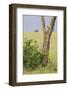 Leopard Resting 10 Feet Up in Acacia Tree, Grassy Plains Behind It-James Heupel-Framed Photographic Print