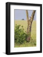 Leopard Resting 10 Feet Up in Acacia Tree, Grassy Plains Behind It-James Heupel-Framed Photographic Print