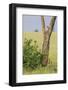 Leopard Resting 10 Feet Up in Acacia Tree, Grassy Plains Behind It-James Heupel-Framed Photographic Print