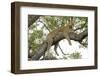 Leopard resting, Botswana, Africa.-Julien McRoberts-Framed Photographic Print