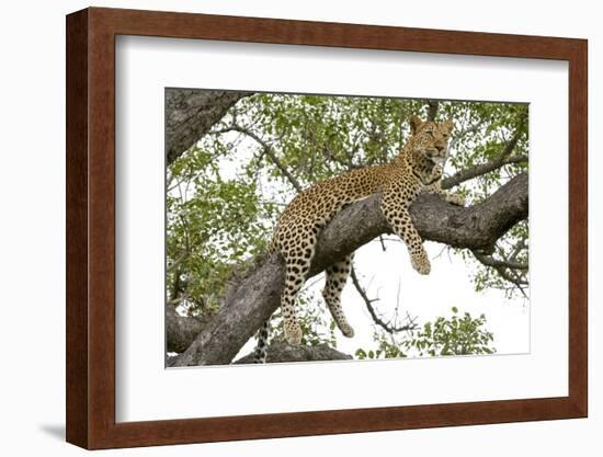 Leopard resting, Botswana, Africa.-Julien McRoberts-Framed Photographic Print