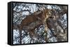 Leopard Resting in a Tree-Hal Beral-Framed Stretched Canvas
