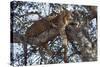 Leopard Resting in a Tree-Hal Beral-Stretched Canvas