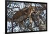 Leopard Resting in a Tree-Hal Beral-Framed Photographic Print