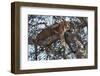 Leopard Resting in a Tree-Hal Beral-Framed Photographic Print