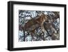 Leopard Resting in a Tree-Hal Beral-Framed Photographic Print