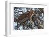 Leopard Resting in a Tree-Hal Beral-Framed Photographic Print