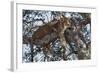 Leopard Resting in a Tree-Hal Beral-Framed Photographic Print