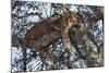 Leopard Resting in a Tree-Hal Beral-Mounted Photographic Print