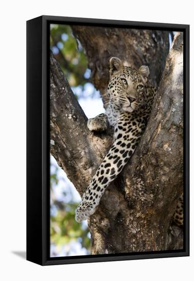 Leopard Resting in Fork of Tree-Alan J. S. Weaving-Framed Stretched Canvas