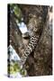 Leopard Resting in Fork of Tree-Alan J. S. Weaving-Stretched Canvas