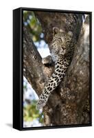 Leopard Resting in Fork of Tree-Alan J. S. Weaving-Framed Stretched Canvas