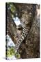 Leopard Resting in Fork of Tree-Alan J. S. Weaving-Stretched Canvas