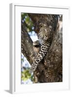 Leopard Resting in Fork of Tree-Alan J. S. Weaving-Framed Photographic Print