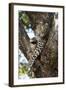 Leopard Resting in Fork of Tree-Alan J. S. Weaving-Framed Photographic Print
