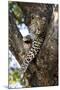 Leopard Resting in Fork of Tree-Alan J. S. Weaving-Mounted Photographic Print